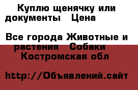 Куплю щенячку или документы › Цена ­ 3 000 - Все города Животные и растения » Собаки   . Костромская обл.